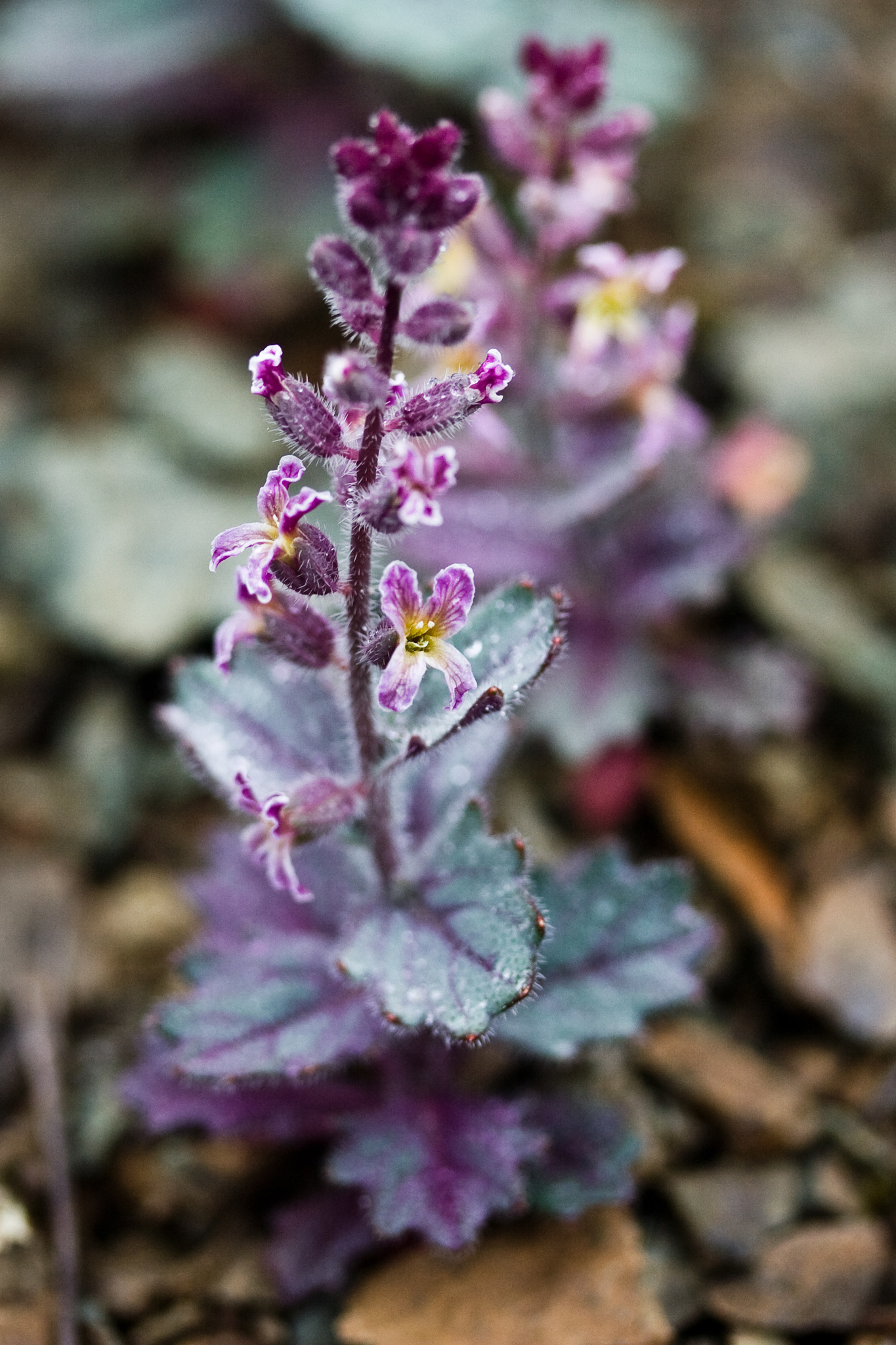 Streptanthus hispidus