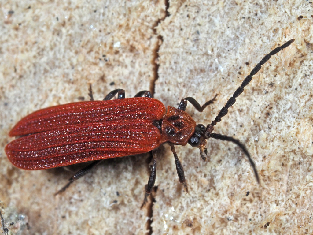 Benibotarus taygetanus