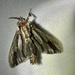 Lictor Bagworm - Photo (c) Stefaneakame, some rights reserved (CC BY-NC), uploaded by Stefaneakame