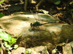 Erpetogomphus elaps