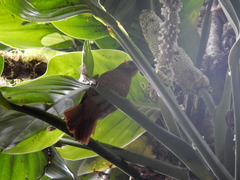 Philydor atricapillus