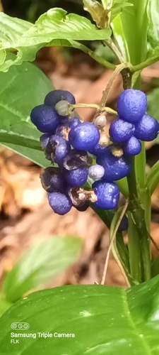 Palicourea cyanococca, photograph 1