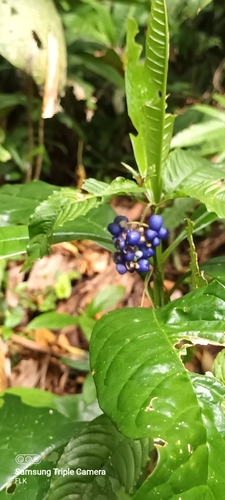 Palicourea cyanococca, photograph 2