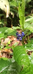 Ignacio Quintero, CC BY, iNaturalist via GBIF Palicourea cyanococca, photograph Ignacio Quintero, CC BY, iNaturalist via GBIF