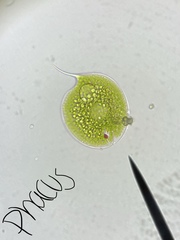 Phacus circulatus