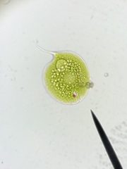 Phacus circulatus