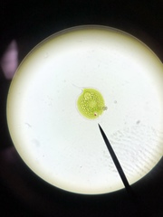 Phacus circulatus