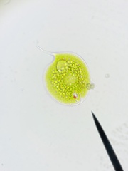 Phacus circulatus