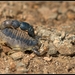 Orthochirus bicolor - Photo (c) Mayuresh Kulkarni, some rights reserved (CC BY-NC), uploaded by Mayuresh Kulkarni