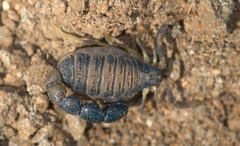 Orthochirus bicolor
