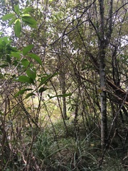 Melicytus ramiflorus ramiflorus