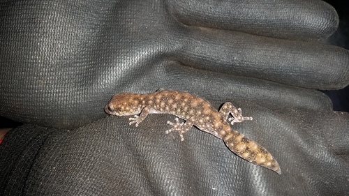 Speckled Stone Gecko, Diplodactylus lateroides