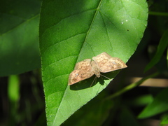 Polyctor enops