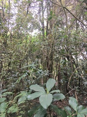 Corynocarpus laevigatus