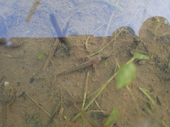 Tokyo Salamander photo 2