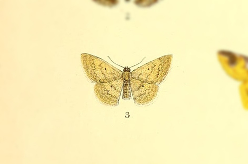 Scopula ocheracea