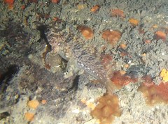 Hypsoblennius