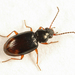 Bembidion transparens - Photo (c) Tom Murray, some rights reserved (CC BY-NC), uploaded by Tom Murray