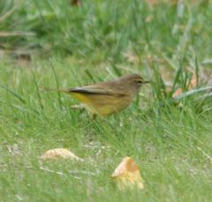 Setophaga palmarum hypochrysea