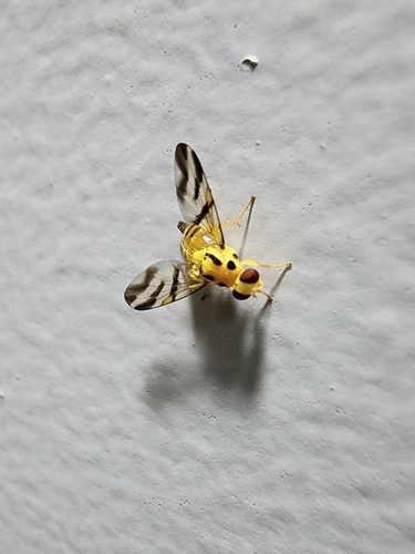 Tritaeniopteron tetraspilotum, 2023-03-14