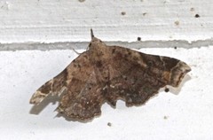 Esthlodora variabilis