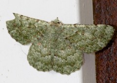 Aeolochroma hypochromaria