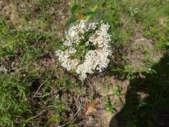 Polygonella americana