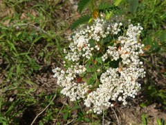 Polygonella americana