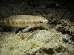 Loire Minnow photo 3