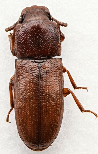 Palorus subdepressus, 2000-03-15