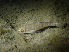 Loire Minnow photo 4