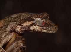 Mokopirirakau granulatus