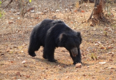 Melursus ursinus