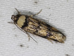 Sphyrelata nefanda