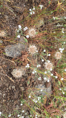 Microseris bigelovii