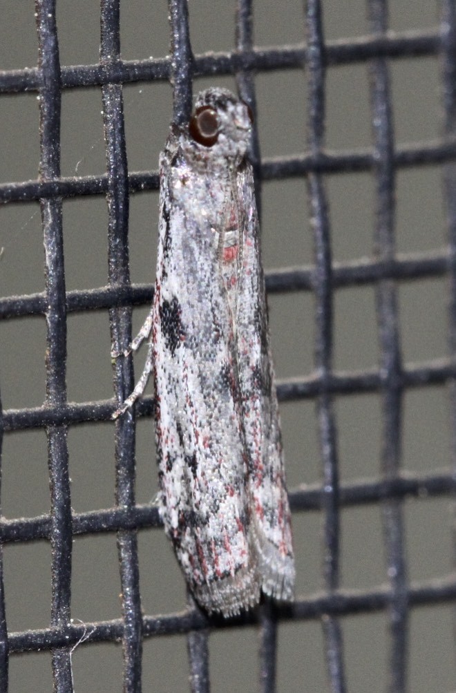 Macadamia Flower Caterpillar