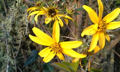 Bidens rubifolia