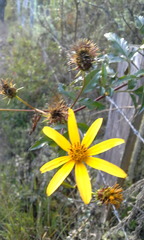 Bidens rubifolia