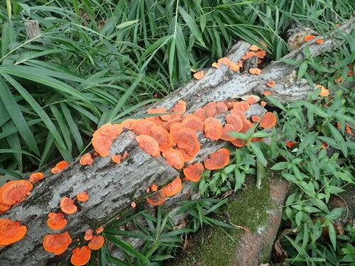 Trametes coccinea