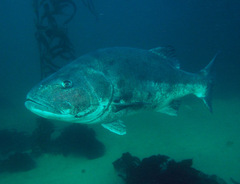 Giant Sea Bass photo 1