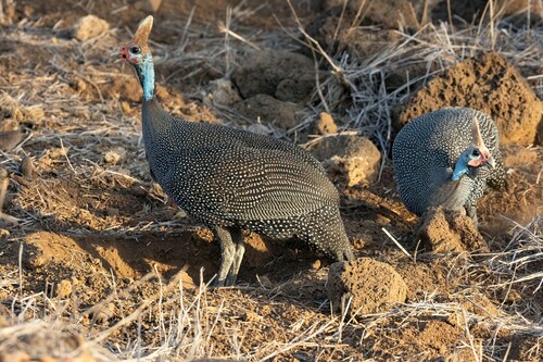 Helmeted Guineafowl, photo 2 of 8