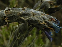 Puya lineata