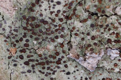 Bacidia suffusa, 2023-03-13