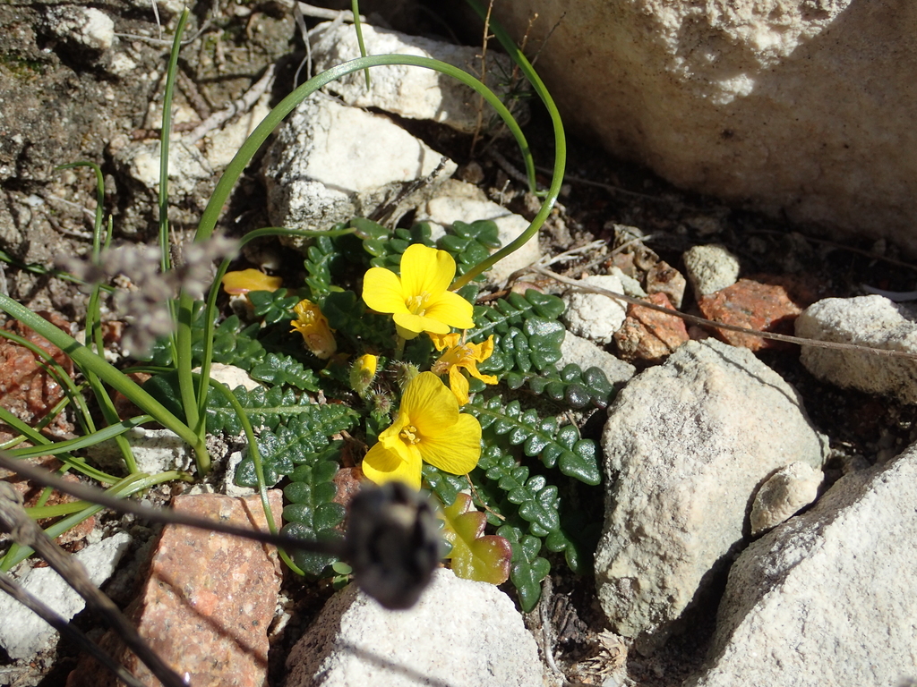 Morisia monanthos