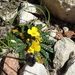 Morisia monanthos - Photo (c) guillaume_papuga, algunos derechos reservados (CC BY-NC), subido por guillaume_papuga