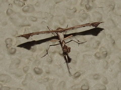 Anstenoptilia marmarodactyla