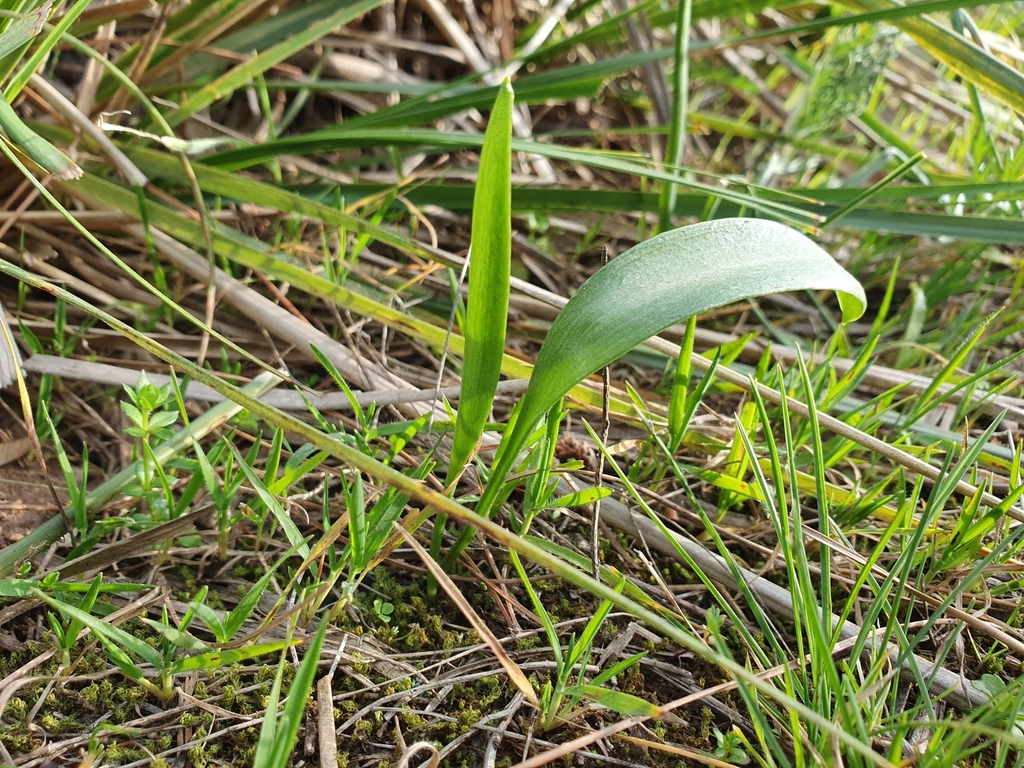 Fritillaria oranensis; photograph (c) Mehdi Chetibi, some rights reserved (CC BY)