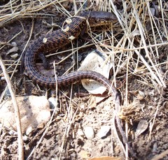 Elgaria coerulea coerulea
