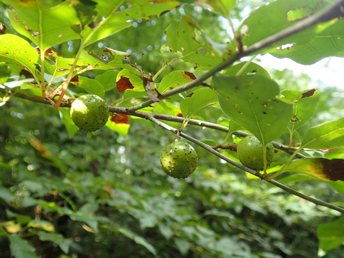 Lindera praecox iNat (1)