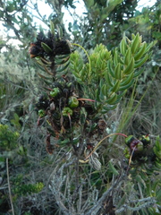Bejaria